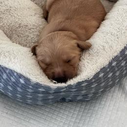 Lincoln--Navy - Golden male Golden Retriever puppy in Kenosha, Wisconsin from Gail’s Goldens
