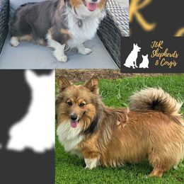 Pembroke Welsh Corgi puppies from J&R Shepherds & Corgis