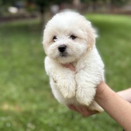 Coco  Playful and chic, like a Parisian wink. - White female Coton de Tulear puppy in Warrenton, Virginia from Four Lochs LLC