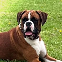 Cassius - Boxer