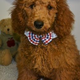 "Jack - Emma x Darcy 2023" Aussiedoodle and Poodle Puppies from BA Doodles & Poodles