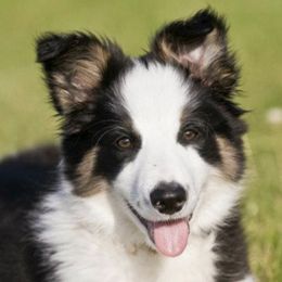 Border Collies from Big Sky Border Collies