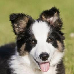 Border Collies from Big Sky Border Collies