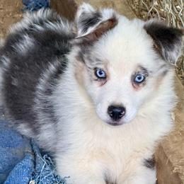 Cobalt - Blue merle male Miniature Australian Shepherd puppy in Patterson, North Carolina from DreamLine Aussies
