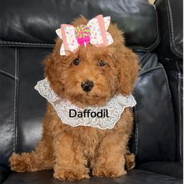 Reduced.....Daffodil - Red  female Goldendoodle puppy in Beecher, Illinois from Erica’s Doodles