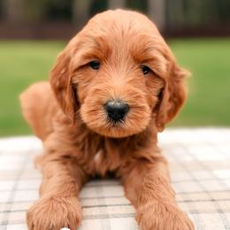 Scooby - Red  male Goldendoodle puppy in Hartwell, Georgia from BellaDoodles