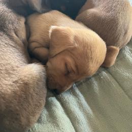 Blondie - Red male Dachshund puppy in Brave, Pennsylvania from Maple Moon Dachshunds
