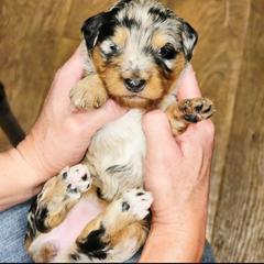 Natasha - female Australian Mountain Doodle puppy in South Jordan, Utah from Western Doodles Utah