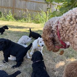 Poodle Puppies from Tyler Family Poodles