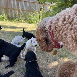 Poodle Puppies from Tyler Family Poodles