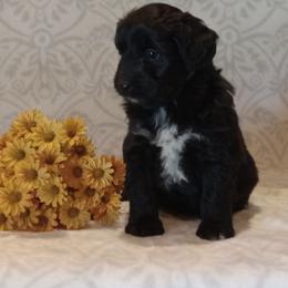 Indigo - male Aussiedoodle puppy in Milford, Indiana from Olde Heritage K-9