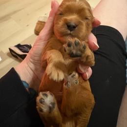 Blue boy - Ruby male Cavalier King Charles Spaniel puppy in Melbourne, Florida from Majestic Cavaliers of Melbourne FL