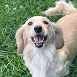 Dachshunds from Turner Delightful Dachshund Farm