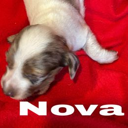 Nova - Chocolate and tan female Dachshund puppy in Lexington, Oklahoma from Terry's Dachshunds (BooneDox Mini Dachshunds)