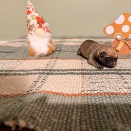 Griffin - Fawn male Pug puppy in Smiths Station, Alabama from Magnolia Pugs