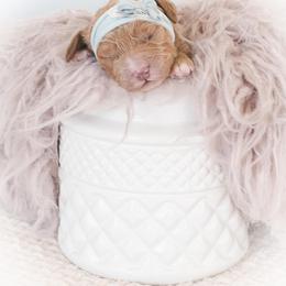 Bernedoodle and Goldendoodle Puppies from Hommel’s Mini Darling Doodles