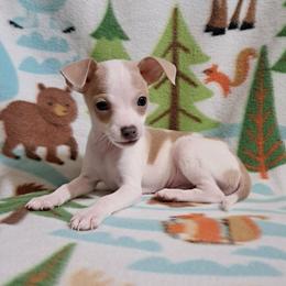 Jack - Fawn and white male Chihuahua puppy in Branford, Florida from Mbjs Doxies and chihuahuas