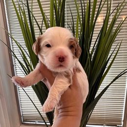 Male 2 - Blenheim male Cavapoo puppy in Sacramento County, California from Sac-Town Poodles and Doodles