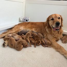 Golden Retriever Puppies from Hope Service Dogs, Inc
