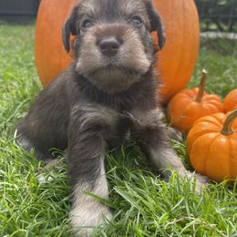 Miniature Schnauzer Puppies from Miniature Schnauzer Paradise llc