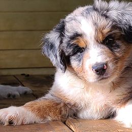 Cinch (BMM) SOLD - Blue merle Miniature Australian Shepherd puppy in Smiths Station, Alabama from Double T Mini Aussies