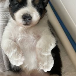 Australian Shepherd Puppies from Wild Atlantic  Aussies