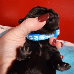 Speck - Black and white male Shichon puppy in Imperial, Missouri from Shichon Teddybear  puppies of Miss