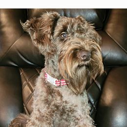 Hershey - Miniature Schnauzer