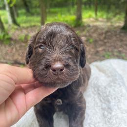 Roman - Chocolate male Goldendoodle puppy in New Ringgold, Pennsylvania from Hawk Mountain Doodles