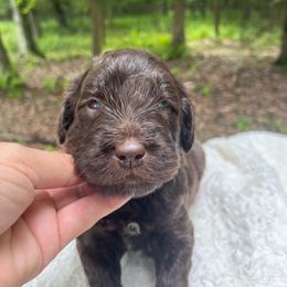 Roman - Chocolate male Goldendoodle puppy in New Ringgold, Pennsylvania from Hawk Mountain Doodles