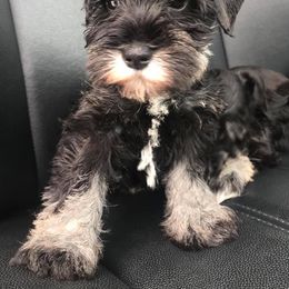 Miniature Schnauzer Puppies from D’Elegant Paws