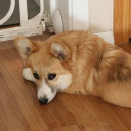 Pixie - Pembroke Welsh Corgi
