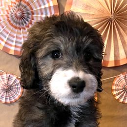 Orange girl O' "O'Phelia" - Aussiedoodle puppy in Bend, Oregon from Bella Ridge Farms & Dapper Doodles