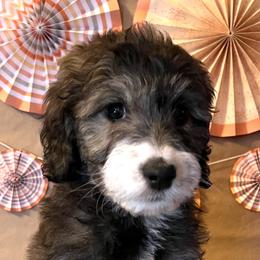 Orange girl O' "O'Phelia" - Aussiedoodle puppy in Bend, Oregon from Bella Ridge Farms & Dapper Doodles