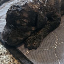 Caleb - Merle male Goldendoodle puppy in Kansas City, Missouri from Poppy's Doodles