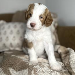 Sinatra - Red male Assorted Doodle Crosses puppy in West Monroe, Louisiana from Southern Haven Doodles