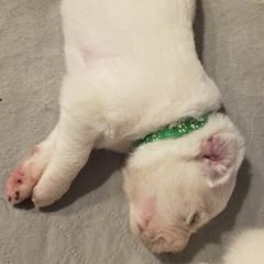Kelly Green Collar Boy - White male Great Pyrenees puppy in Bon Aqua, Tennessee from Joel's Farm LLC