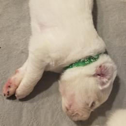 Kelly Green Collar Boy - White male Great Pyrenees puppy in Bon Aqua, Tennessee from Joel's Farm LLC