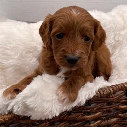Holly - Red  female Goldendoodle puppy in Kansas City, Kansas from Bella & Ivy’s Mini Goldendoodles of KC