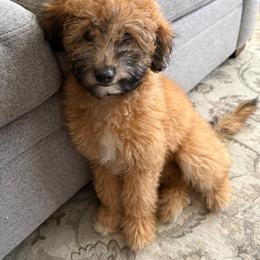 Goldendoodle Puppies from Golden Nest Doodles