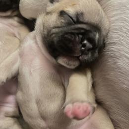 French Bulldog Puppies from White Hippo Frenchies