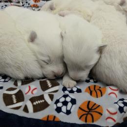 Girl 1 - White female Samoyed puppy in Salem, Utah from Happy Valley Sammies