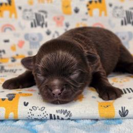 Christopher Robin - Chocolate and white male Chihuahua puppy in West New York, New Jersey from Pixie’s Magical Puppies