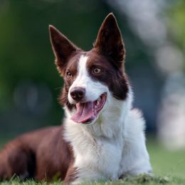Fly - Border Collie