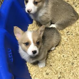 American Corgi and Pembroke Welsh Corgi Puppies from High Hopes Farm