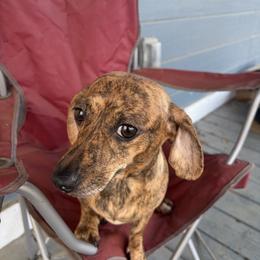 Rhea (RETIREMENT) - Brindle female Dachshund puppy in Conroe, Texas from R&M Dachshunds