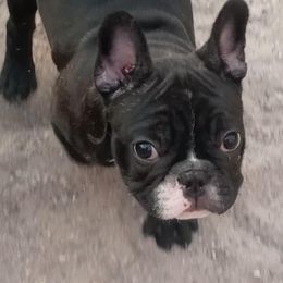 French Bulldogs from Antionette's Frenchies