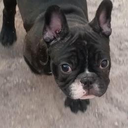 French Bulldogs from Antionette's Frenchies