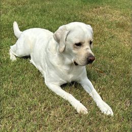 Luna - Labrador Retriever