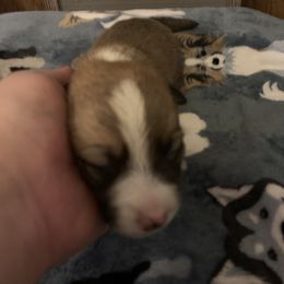 "Clifford Sable Male" American Corgi Puppies from Mac-Kuz Kennels